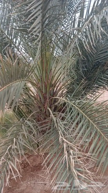 نخل القصيم نخيل القصيم جثايث وفروخ 7