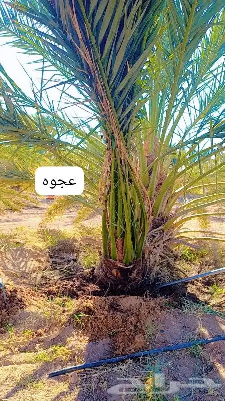 يوجد لدينا نخيل للبيع 6