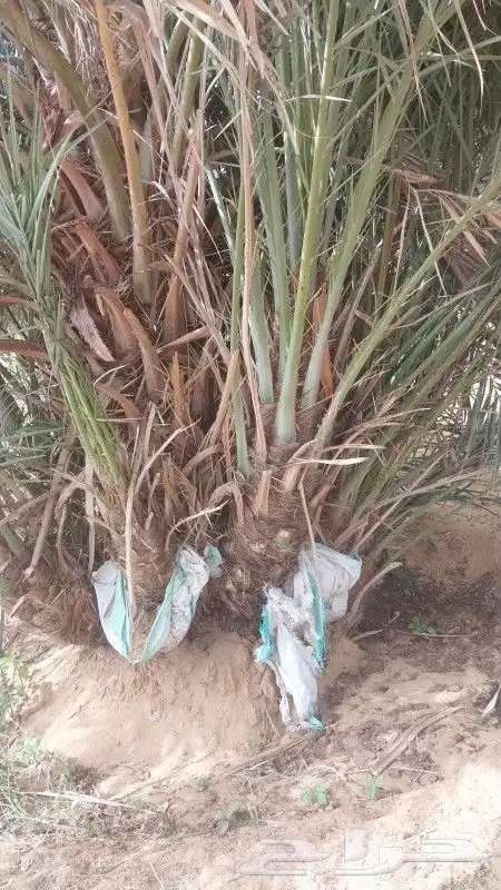 نخل القصيم نخيل القصيم جثايث وفروخ 2