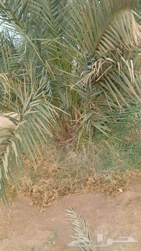نخل القصيم نخيل القصيم جثايث وفروخ 6