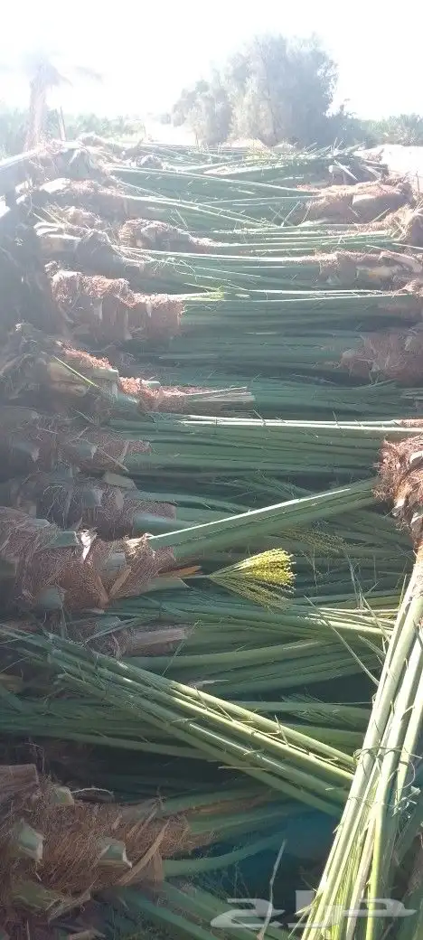 نقوم بتوريد جميع انواع انخيل الفاخره للبيع كل المقاسات 1