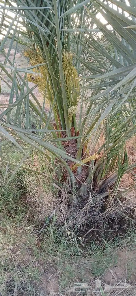 جثايث خلاص للبيع 3