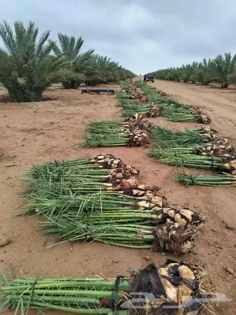 السلام عليكم يوجد لدينا جميع انواع النخل صقعي ومجدوله وهل 3