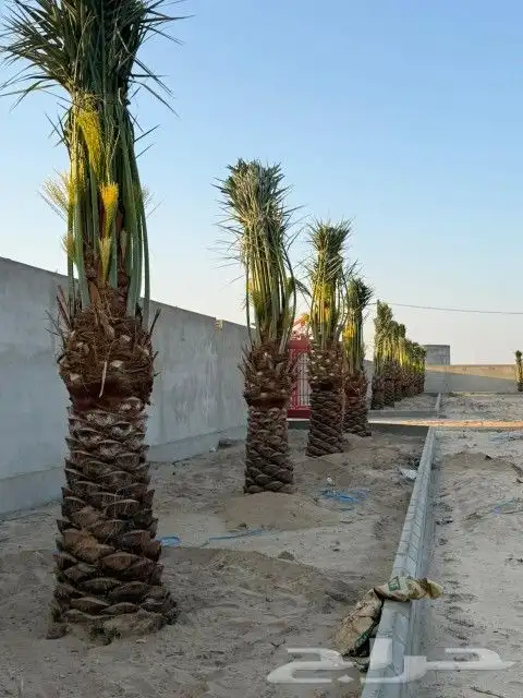 السلام عليكم يوجد لدينا جميع انواع النخل صقعي ومجدوله وهل 0