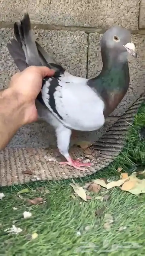زوج ريحاني 3