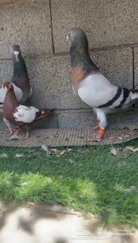 زوج ريحاني 5