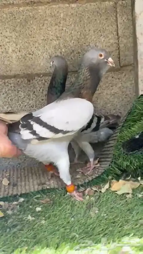 زوج ريحاني 4