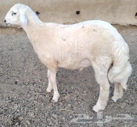 خروف حري صنف الصنف للبيع الموقع بادية البرك 1