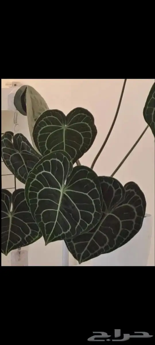 نبتة داخلية أنثوريوم كلارينرفيوم Anthurium Clarinervium 0