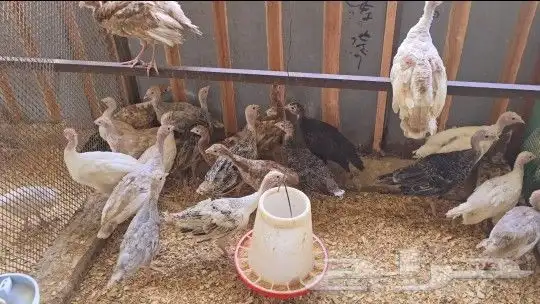 فروخ دجاج رومي 4