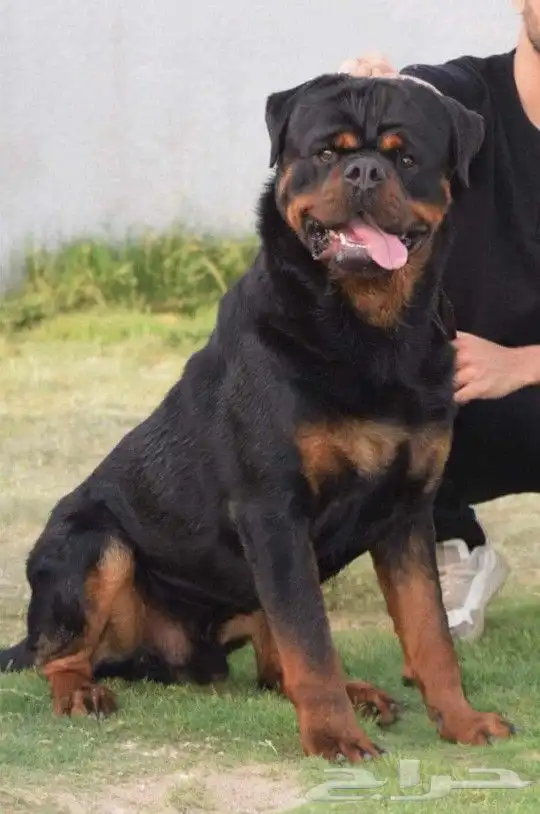 أنثى روت ويلر مستوى توب 2