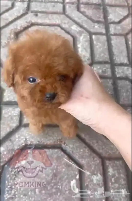 تي كب بودل . teacup poodle 0