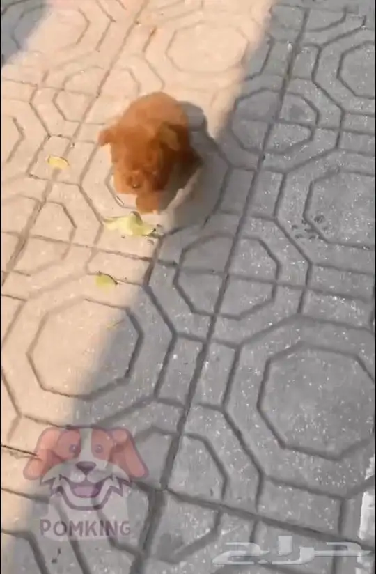 تي كب بودل . teacup poodle 2
