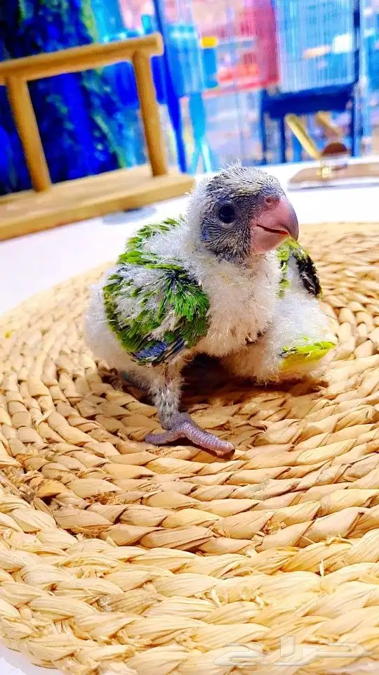 فروخ سنغالي إنتاج محلي 5