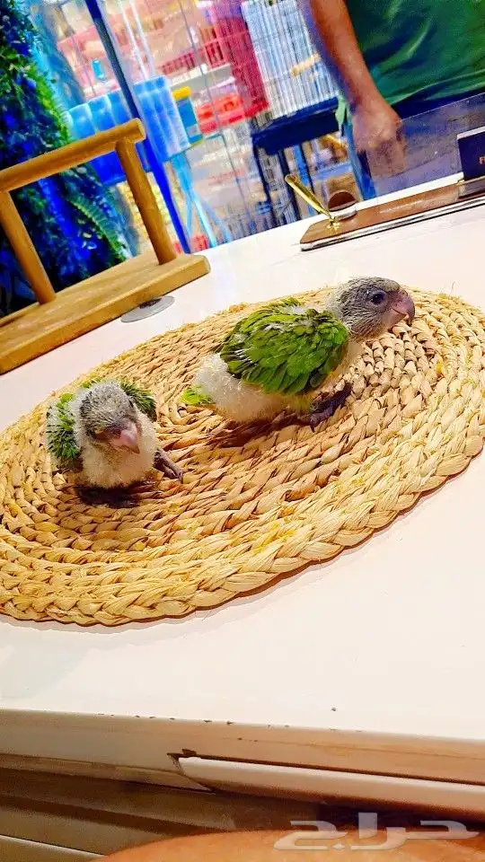 فروخ سنغالي إنتاج محلي 22