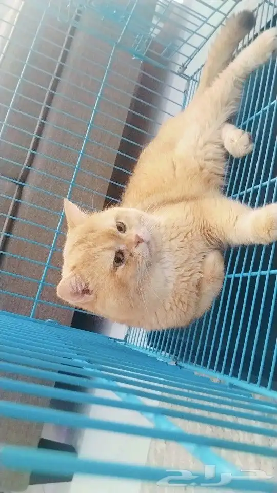 ذكر سكوتش ستريت ny12 مسجل للتزاوج 5
