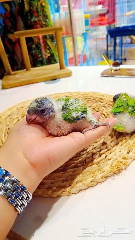 فروخ سنغالي إنتاج محلي 15