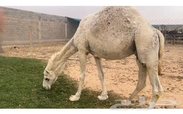 ضرايب مغاتير طيبه ومنتجه منوة القناي 0