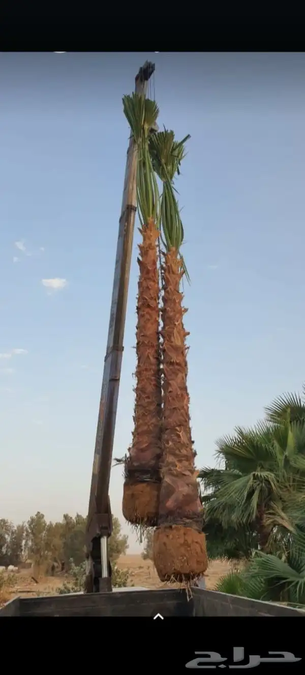 نخل عربي مطلع من هاذي السنه 0