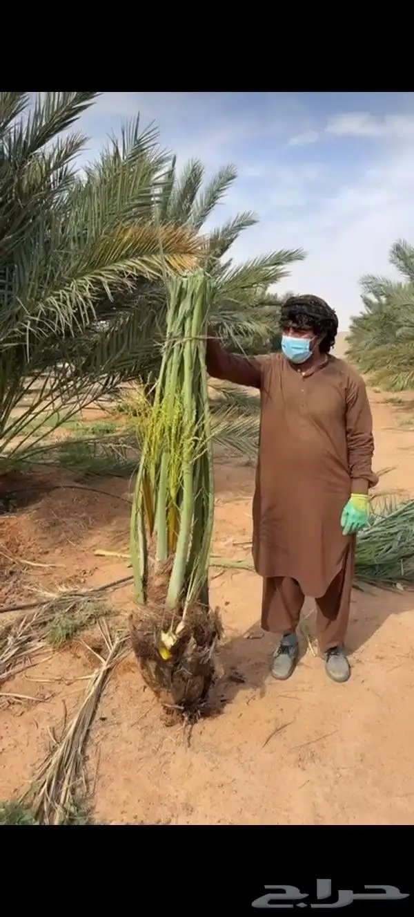 نخل عربي مطلع من هاذي السنه 1