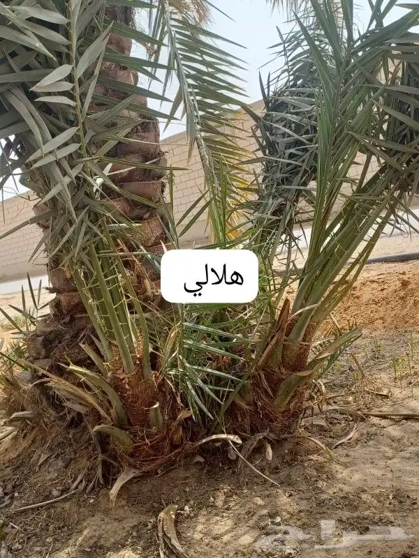 يوجد لدينا نخيل للبيع 3