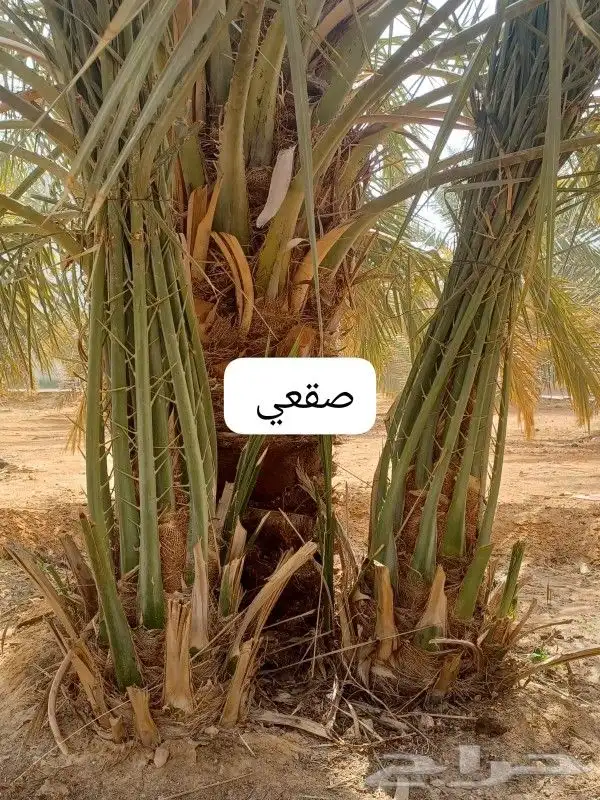 يوجد لدينا نخيل للبيع 4