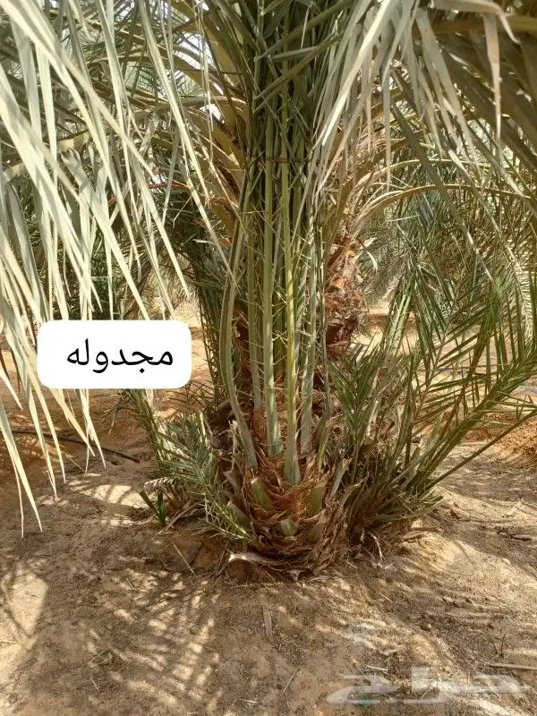 يوجد لدينا نخيل للبيع 5