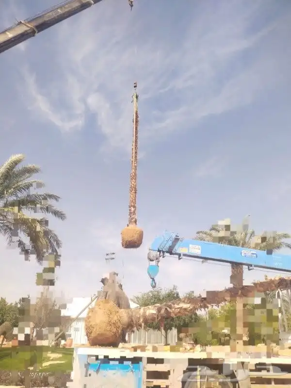 السلام عليكم يوجد لدينا جميع انواع النخل صقعي ومجدوله وهل 2