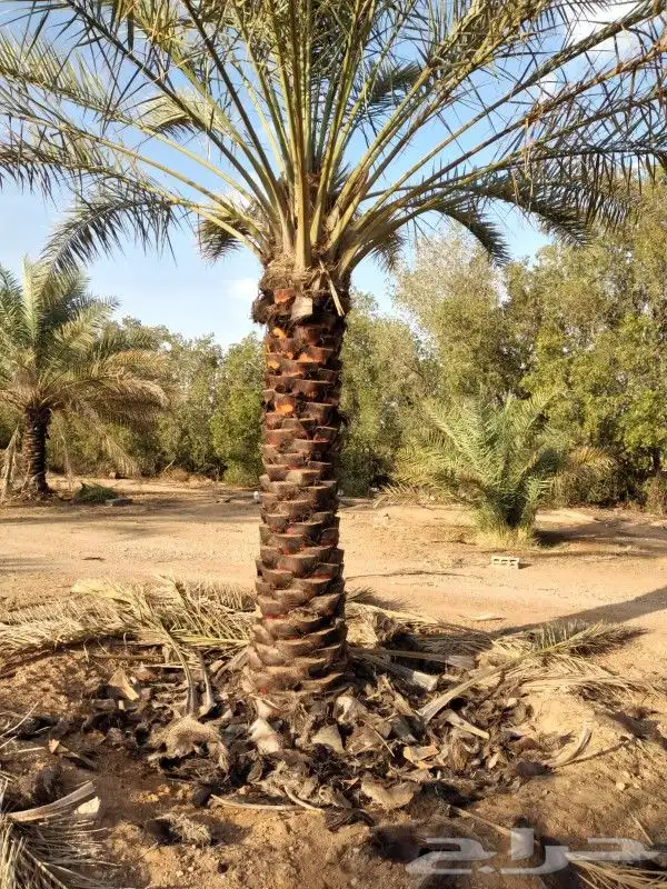 نقوم بجميع اعمال النخيل 3