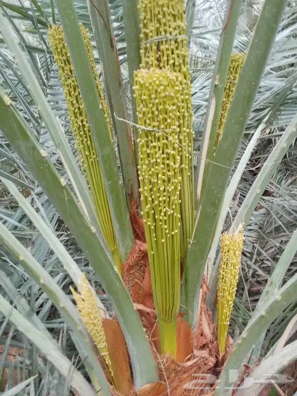 نقوم بجميع اعمال النخيل 0
