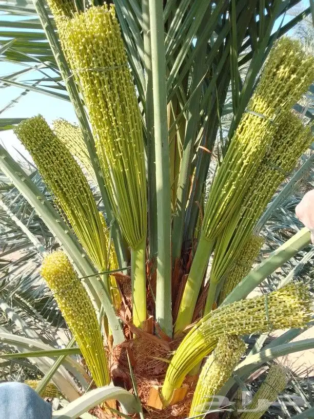 نقوم بجميع اعمال النخيل 1