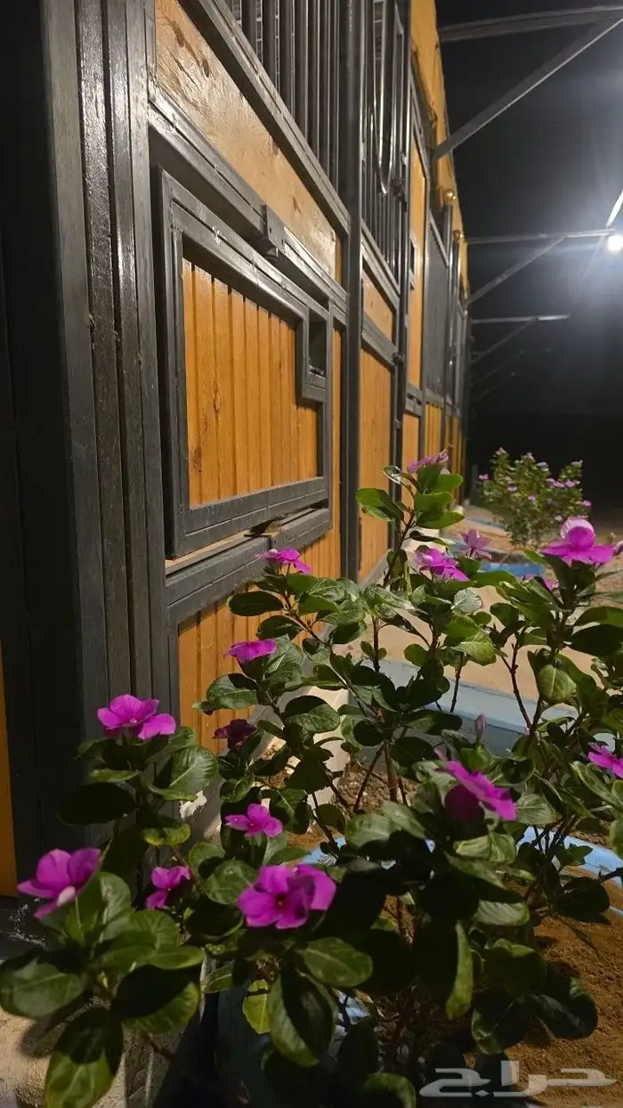 ايواء الخيل 6