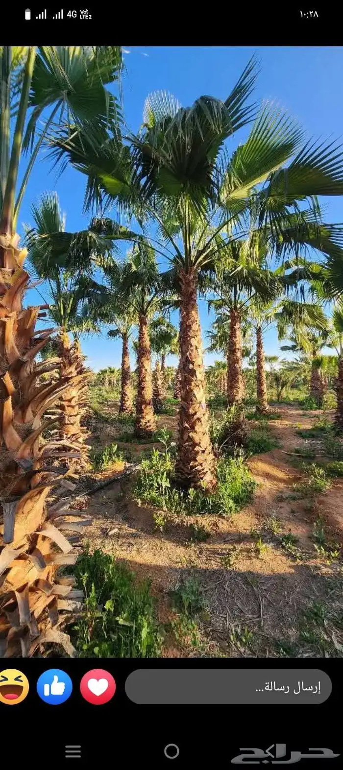 نخيل عربي نخيل واشنطني زينه جميع انواع النخيل العربي والزينه 7