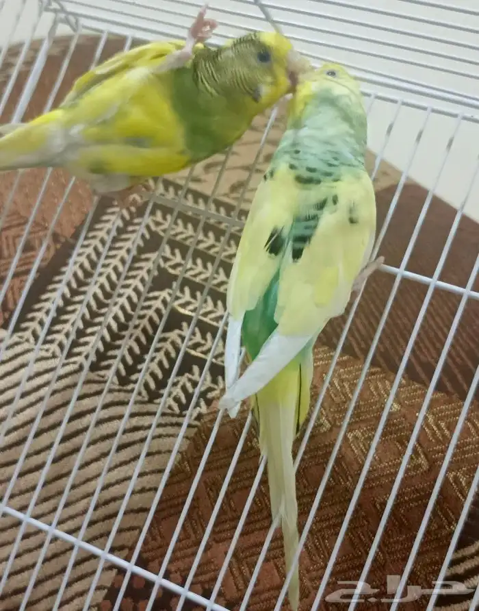 طيور بادجي هولندي انجليزي للبيع 8