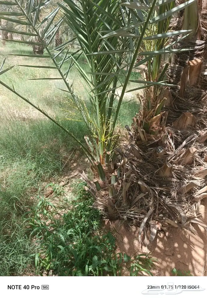 للبيع نخيل مثمر 4