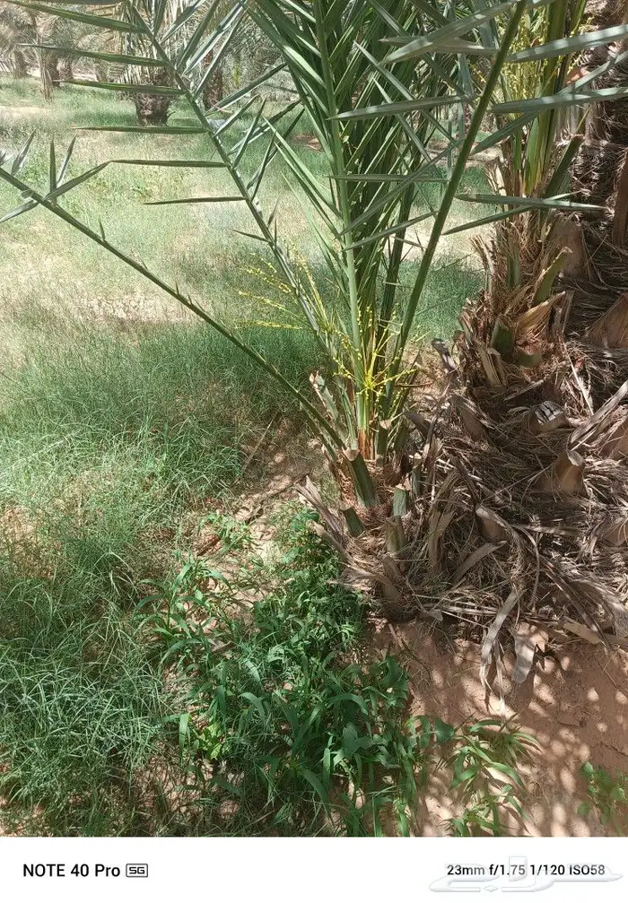 للبيع نخيل مثمر 2