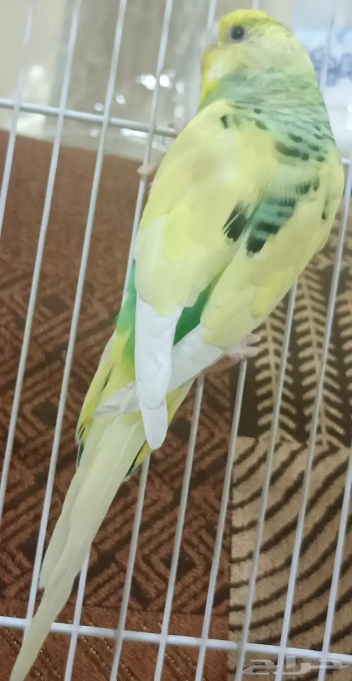 طيور بادجي هولندي انجليزي للبيع 9