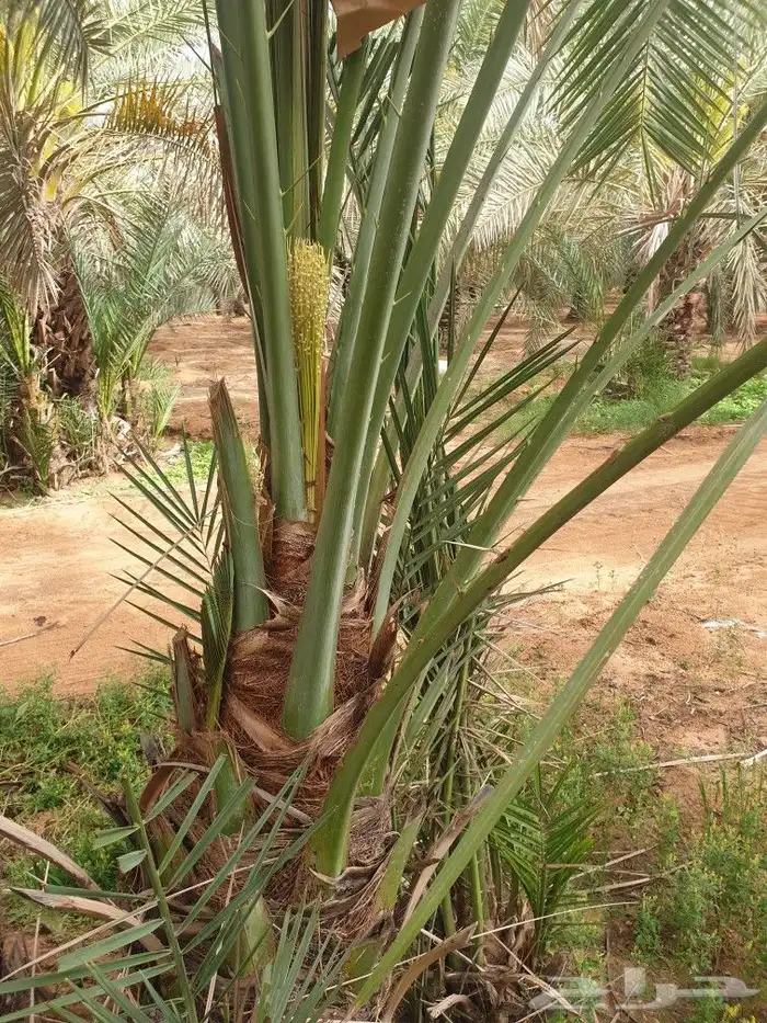 النخيل المثمر وطيب خالي من المراض 4