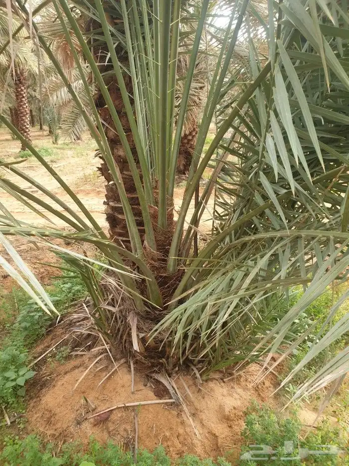 النخيل المثمر وطيب خالي من المراض 2