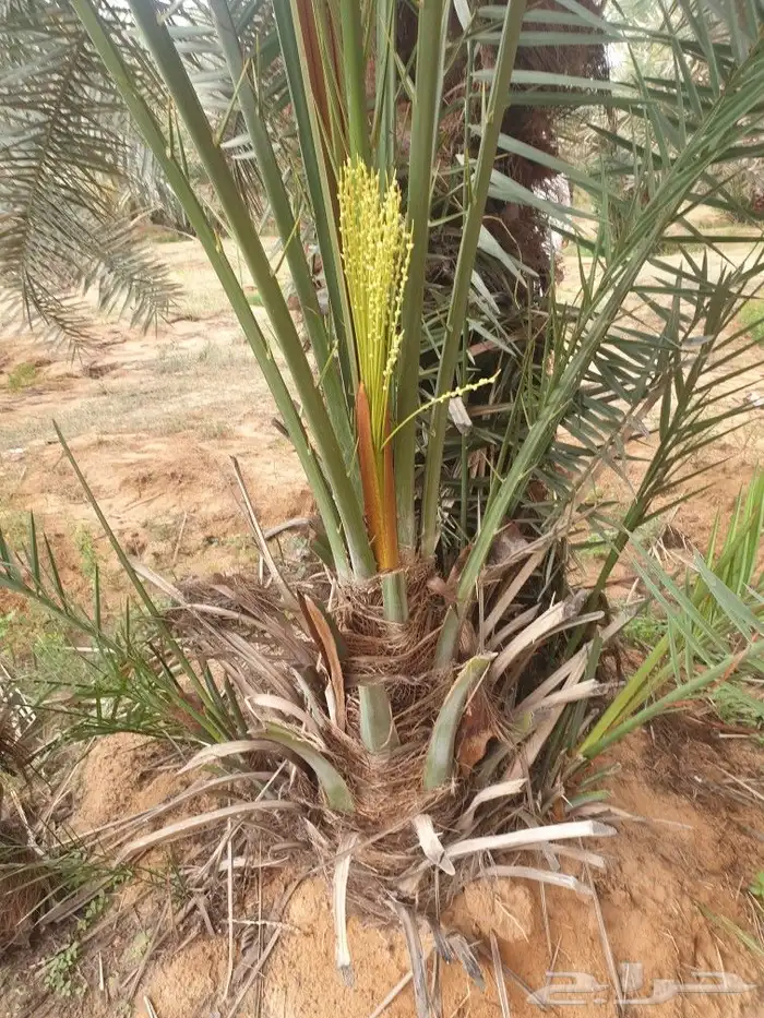 النخيل المثمر وطيب خالي من المراض 3