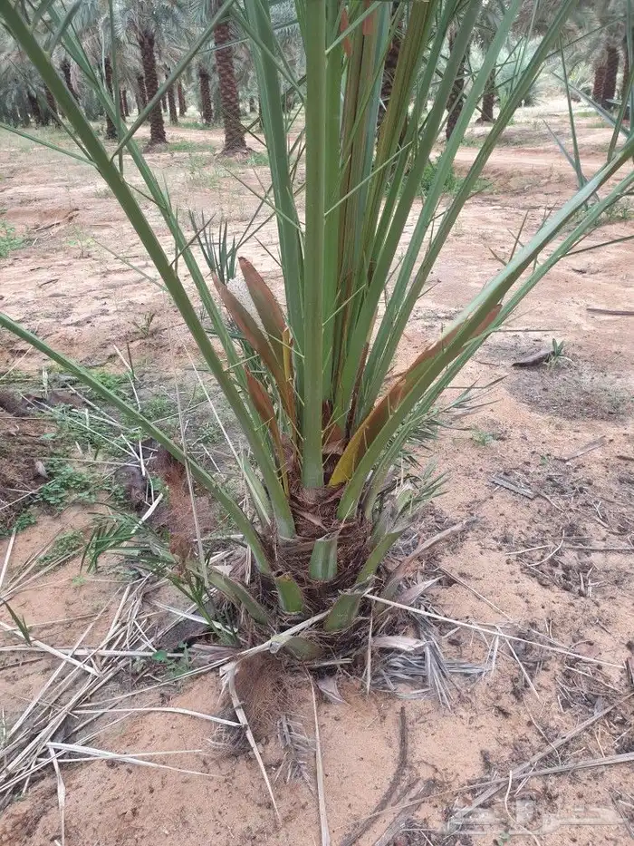 النخيل المثمر وطيب خالي من المراض 1