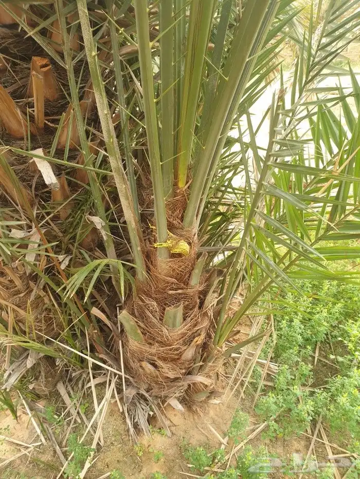 النخيل المثمر وطيب خالي من المراض 6