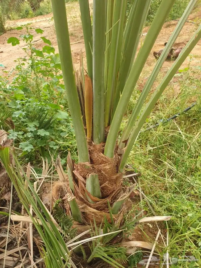 النخيل المثمر وطيب خالي من المراض 8