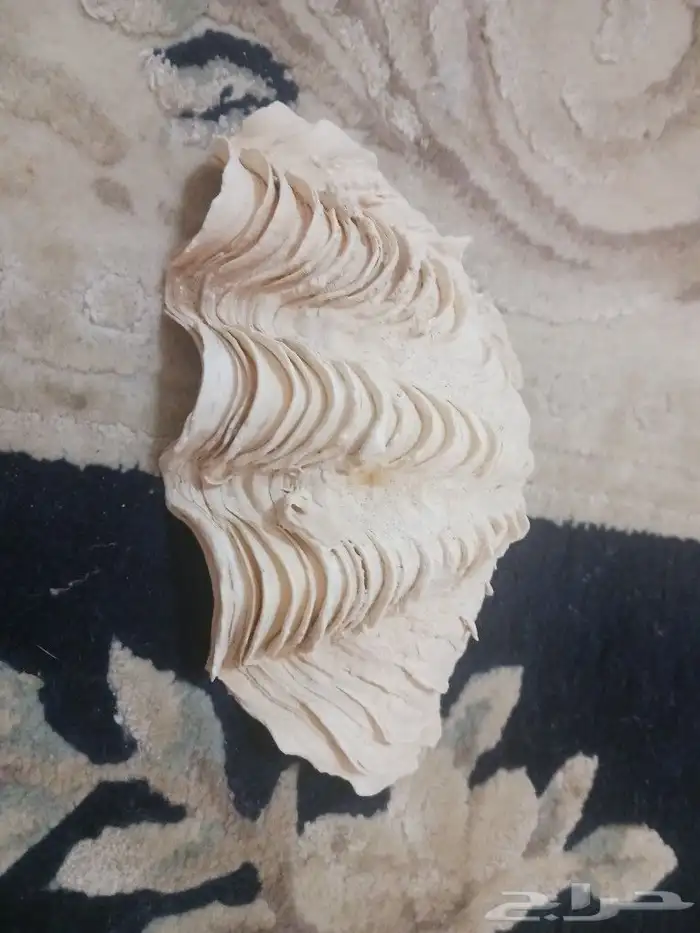 صدف بحر اصلي للزينه 2
