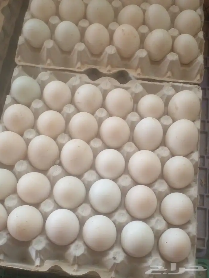 بيض بط بكيني جامبو نسبه تخصيب عاليه جدا 2