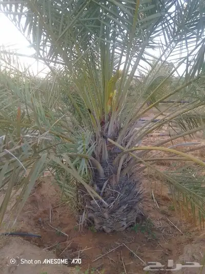 نخل جثايث وفسايل صقعي مجدول برحي اخلاص سكري شيشي 5