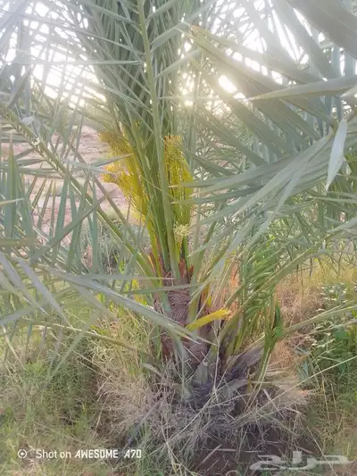 نخل جثايث وفسايل صقعي مجدول برحي اخلاص سكري شيشي 3