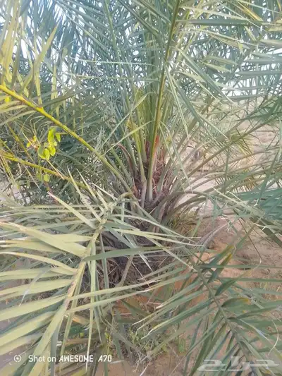 نخل جثايث وفسايل صقعي مجدول برحي اخلاص سكري شيشي 2