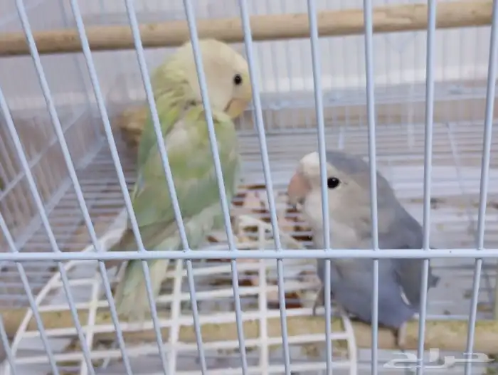 عصافير روز للبيع 0