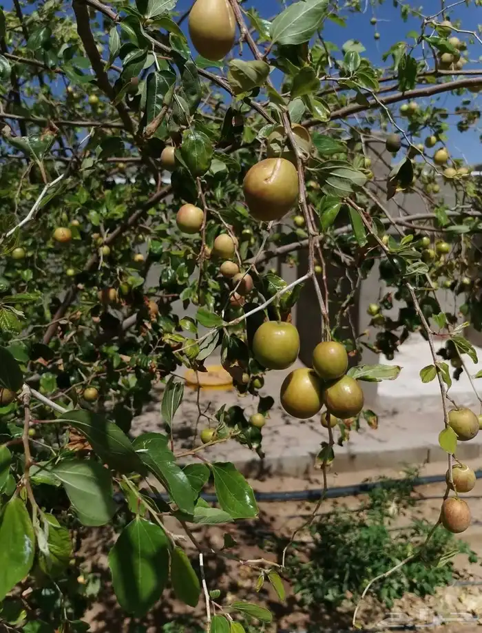 اوراق شجرة السدر متوفرة 1